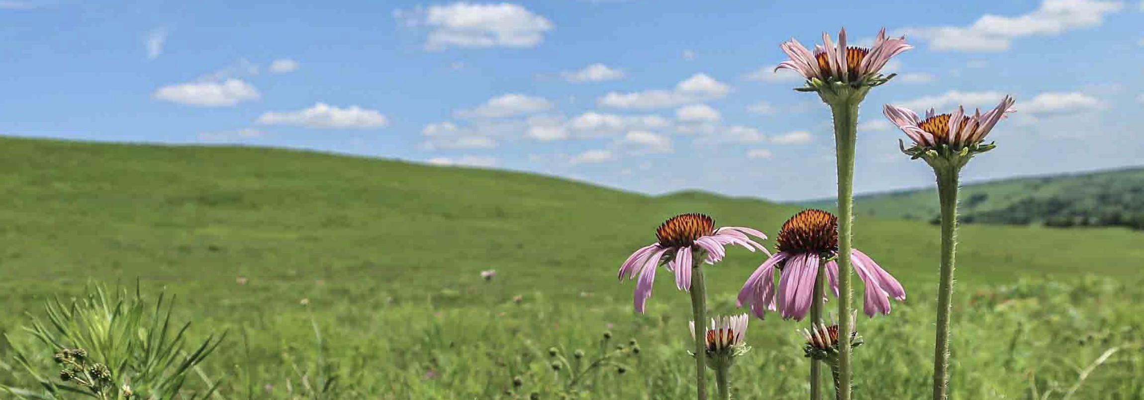 Purple coneflower - June sky